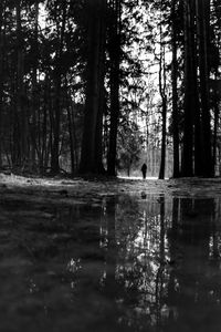 Reflection of trees in water