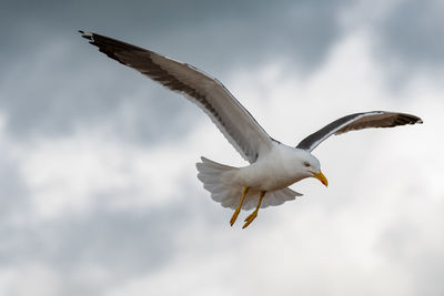 Low angle view of seagull flying