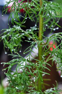 Close-up of fruit growing on tree