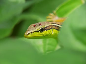Close-up of insect on leaf