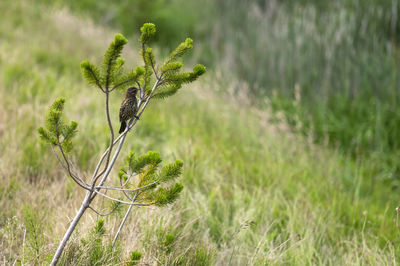 Close-up of plant growing on field