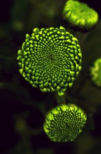 Close-up of green plants