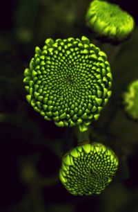 Close-up of green plants