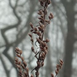 Close-up of dead plant