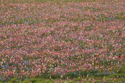 Full frame shot of pink flowering plants on field