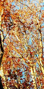 Low angle view of flowering tree against sky