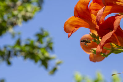 Low angle view of orange flowering plant