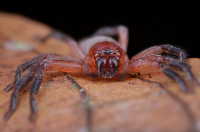 Close-up of insect