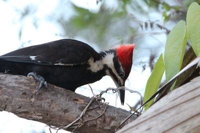 Low angle view of bird perching on branch