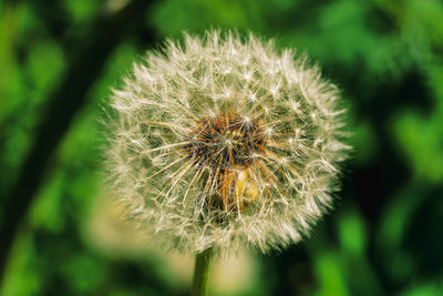 Close-up of dandelion flower