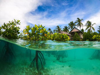 Mangroves with a resort hotel in raja ampat islands, west papua, indonesia