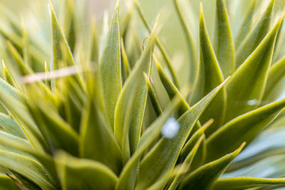 Close-up of houseplant