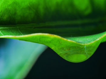 Close-up of green leaf on plant