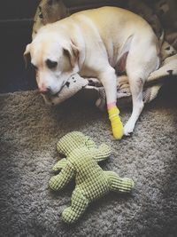 High angle view of dog resting on floor at home with injuries 