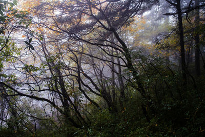 Trees in forest