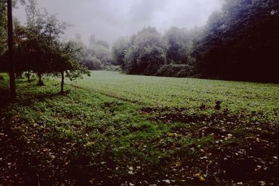 Scenic view of landscape against sky
