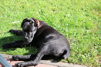 Black dog relaxing on field