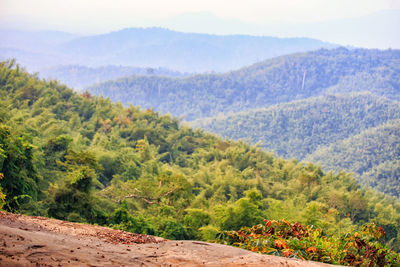 Scenic view of trees and mountains