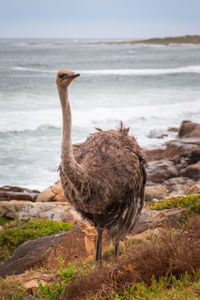 Female ostrich struthio camelus against sea at atlantic coast in south africa