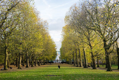 Trees in park