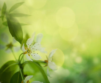 Close-up of white flowering plant