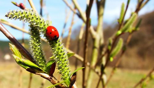 Close-up of ladybug on plant