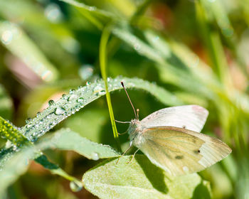 Close-up of butterfly on leaf