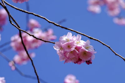 Low angle view of pink cherry blossoms in spring