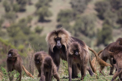 Monkeys walking on field