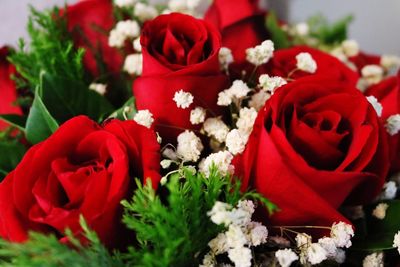 Close-up of red roses