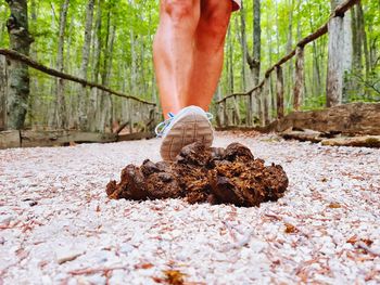 Low section of person with legs in forest