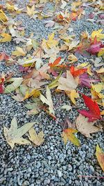 Full frame shot of multi colored autumn leaves