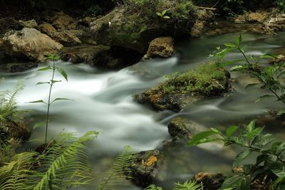 Scenic view of waterfall in forest