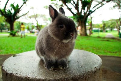 Close-up of rabbit sitting on grass