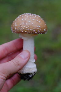 Close-up of hand holding mushroom