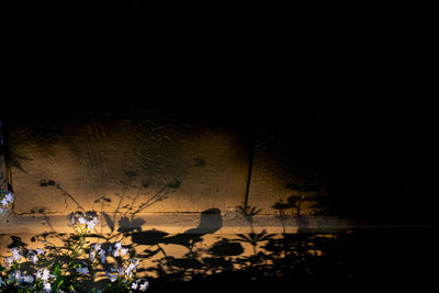 Silhouette of flowering plants against sky at night