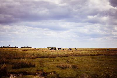 View of horses on field against sky