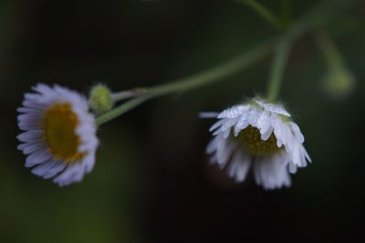 Close-up of white flower blooming outdoors