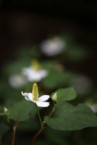 Close-up of white flowering plant