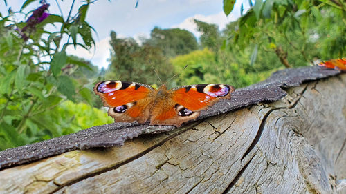 Close-up of butterfly on tree