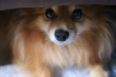 Close-up portrait of dog at home