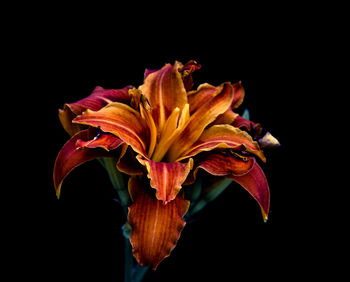 Close-up of day lily blooming against black background