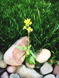 Close-up of flowers blooming in field