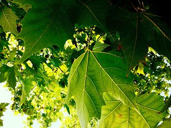 Leaves growing on tree