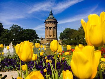 Yellow tulips in city