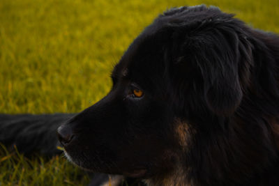 Close-up of black dog