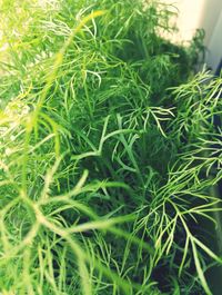 Close-up of fresh green plants