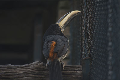 Close-up of bird perching on wooden post