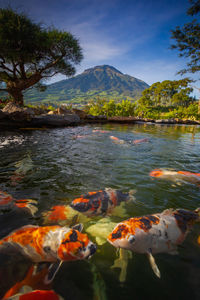 A koi pond with a sumbing mountain in the background