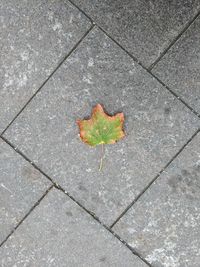 High angle view of maple leaf on footpath